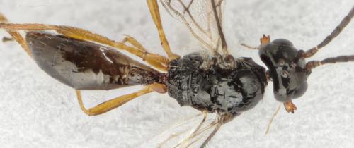 Dinotrema sp.